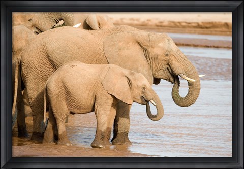 Framed African elephants (Loxodonta africana) drinking water, Samburu National Park, Rift Valley Province, Kenya Print