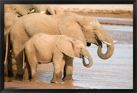 Framed African elephants (Loxodonta africana) drinking water, Samburu National Park, Rift Valley Province, Kenya Print