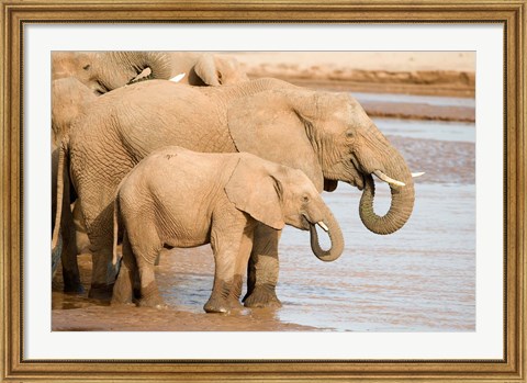 Framed African elephants (Loxodonta africana) drinking water, Samburu National Park, Rift Valley Province, Kenya Print