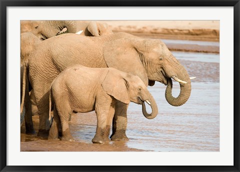 Framed African elephants (Loxodonta africana) drinking water, Samburu National Park, Rift Valley Province, Kenya Print