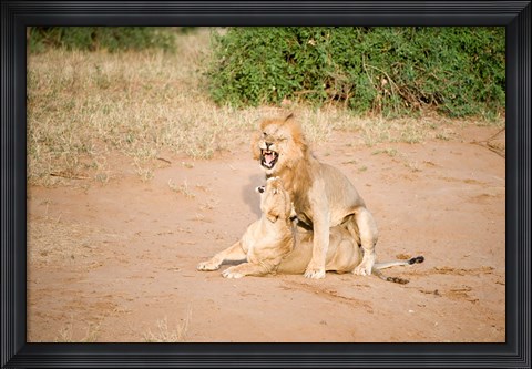 Framed Lion pair (Panthera leo) mating in a field, Samburu National Park, Rift Valley Province, Kenya Print