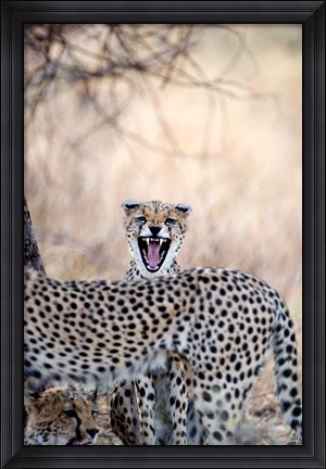 Framed Cheetahs (Acinonyx jubatus) resting in a forest, Samburu National Park, Rift Valley Province, Kenya Print