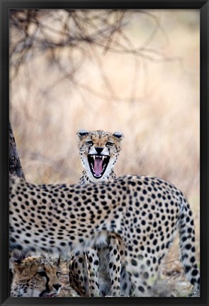 Framed Cheetahs (Acinonyx jubatus) resting in a forest, Samburu National Park, Rift Valley Province, Kenya Print