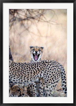 Framed Cheetahs (Acinonyx jubatus) resting in a forest, Samburu National Park, Rift Valley Province, Kenya Print