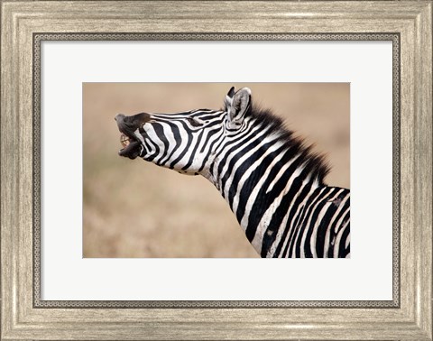 Framed Close-up of a Burchell&#39;s zebra (Equus burchelli), Tarangire National Park, Tanzania Print