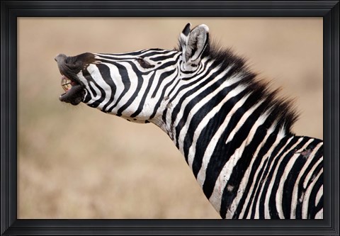 Framed Close-up of a Burchell's zebra (Equus burchelli), Tarangire National Park, Tanzania Print