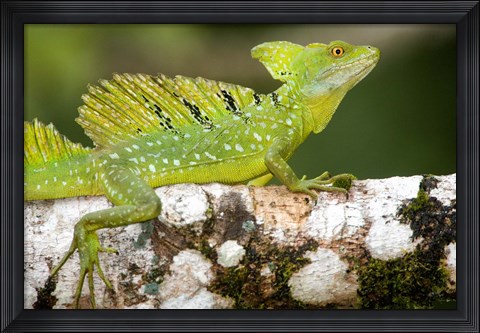 Framed Close-up of a Plumed basilisk (Basiliscus plumifrons) on a branch, Cano Negro, Costa Rica Print