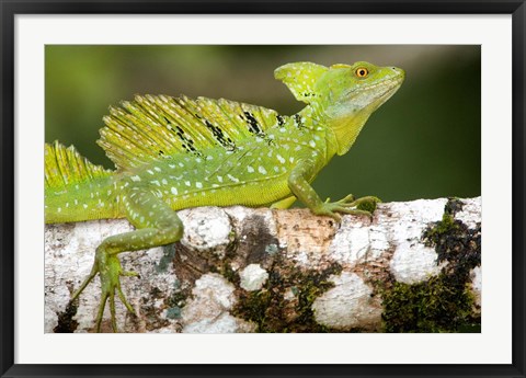 Framed Close-up of a Plumed basilisk (Basiliscus plumifrons) on a branch, Cano Negro, Costa Rica Print