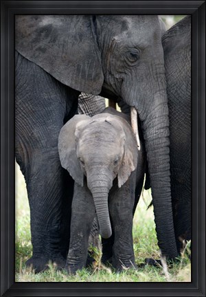 Framed African elephant (Loxodonta africana) with its calf in a forest, Tarangire National Park, Tanzania Print