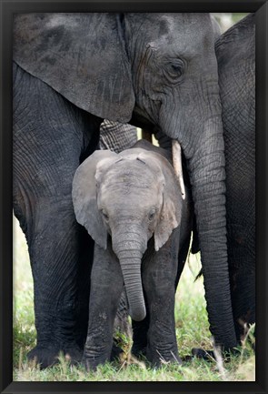 Framed African elephant (Loxodonta africana) with its calf in a forest, Tarangire National Park, Tanzania Print