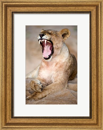 Framed Close Up of Lioness (Panthera leo) Yawning in a Forest, Tarangire National Park, Tanzania Print
