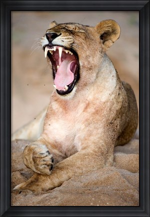 Framed Close Up of Lioness (Panthera leo) Yawning in a Forest, Tarangire National Park, Tanzania Print