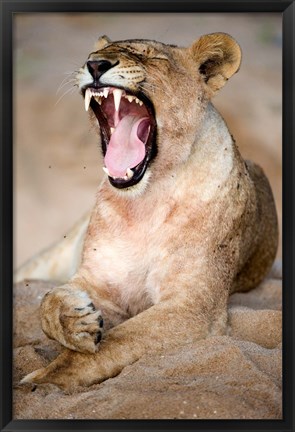 Framed Close Up of Lioness (Panthera leo) Yawning in a Forest, Tarangire National Park, Tanzania Print
