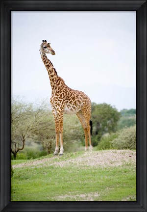 Framed Masai giraffe (Giraffa camelopardalis tippelskirchi) in a forest, Tarangire National Park, Tanzania Print