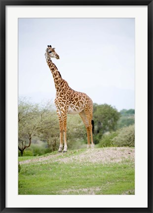 Framed Masai giraffe (Giraffa camelopardalis tippelskirchi) in a forest, Tarangire National Park, Tanzania Print