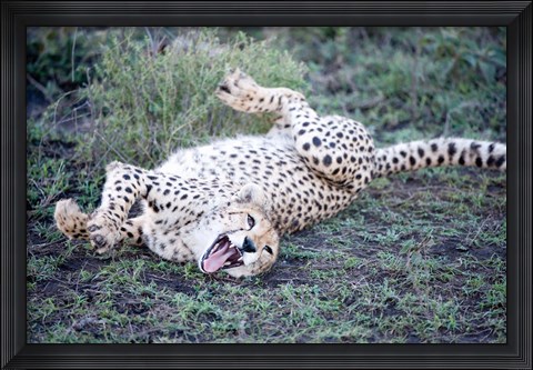 Framed Cheetah resting in a forest, Ndutu, Ngorongoro, Tanzania Print
