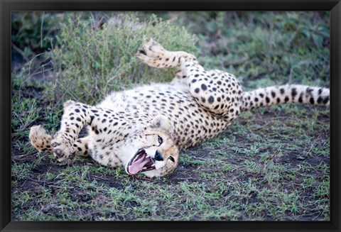 Framed Cheetah resting in a forest, Ndutu, Ngorongoro, Tanzania Print