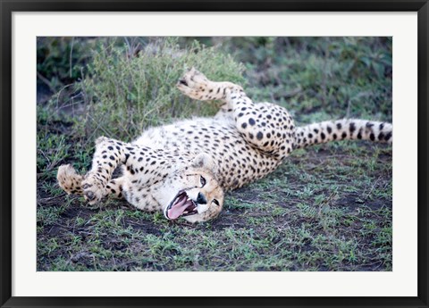 Framed Cheetah resting in a forest, Ndutu, Ngorongoro, Tanzania Print