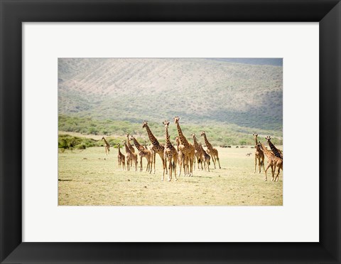 Framed Masai giraffes (Giraffa camelopardalis tippelskirchi) in a forest, Lake Manyara, Tanzania Print