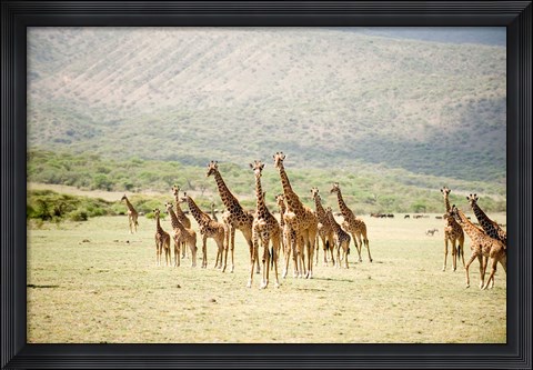 Framed Masai giraffes (Giraffa camelopardalis tippelskirchi) in a forest, Lake Manyara, Tanzania Print