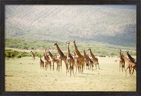 Framed Masai giraffes (Giraffa camelopardalis tippelskirchi) in a forest, Lake Manyara, Tanzania Print