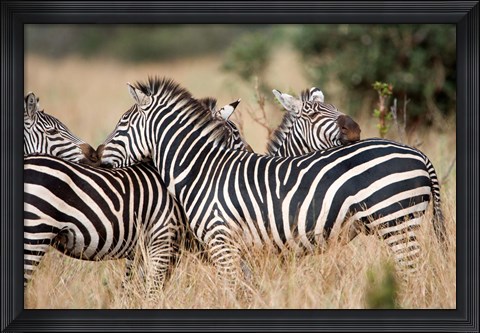 Framed Burchell's zebras (Equus burchelli) in a forest, Tarangire National Park, Tanzania Print