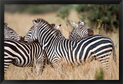 Framed Burchell&#39;s zebras (Equus burchelli) in a forest, Tarangire National Park, Tanzania Print