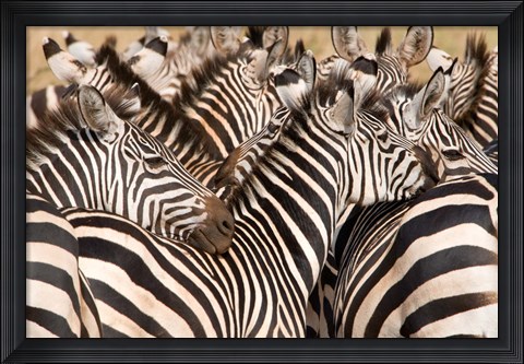 Framed Burchell's Zebras, Tarangire National Park, Tanzania Print