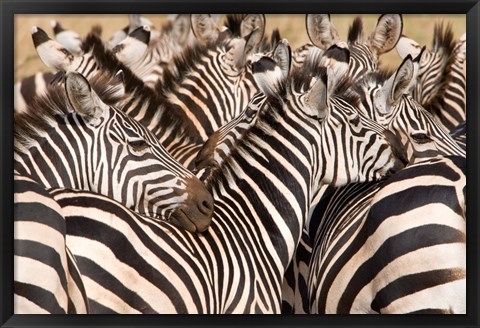 Framed Burchell&#39;s Zebras, Tarangire National Park, Tanzania Print