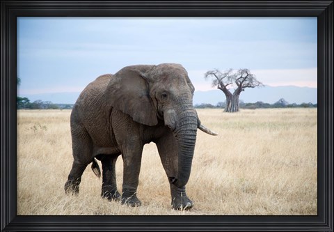 Framed African elephant (Loxodonta africana) walking in a forest, Tarangire National Park, Tanzania Print