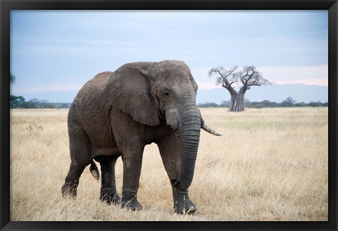 Framed African elephant (Loxodonta africana) walking in a forest, Tarangire National Park, Tanzania Print