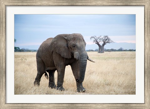 Framed African elephant (Loxodonta africana) walking in a forest, Tarangire National Park, Tanzania Print