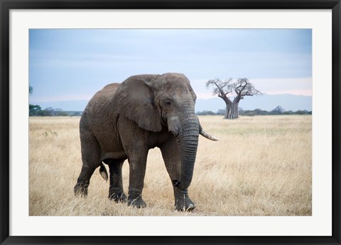 Framed African elephant (Loxodonta africana) walking in a forest, Tarangire National Park, Tanzania Print