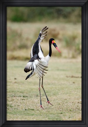 Framed Saddle Billed stork (Ephippiorhynchus Senegalensis) spreading wings, Tarangire National Park, Tanzania Print