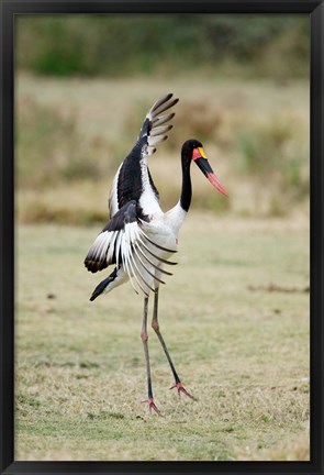 Framed Saddle Billed stork (Ephippiorhynchus Senegalensis) spreading wings, Tarangire National Park, Tanzania Print