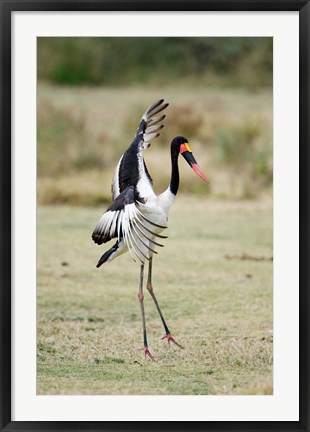 Framed Saddle Billed stork (Ephippiorhynchus Senegalensis) spreading wings, Tarangire National Park, Tanzania Print