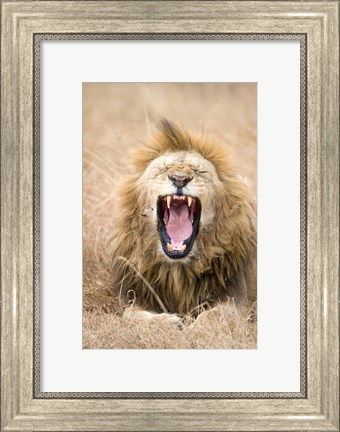 Framed Lion (Panthera leo) yawning in a forest, Ngorongoro Crater, Ngorongoro, Tanzania Print