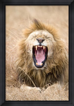 Framed Lion (Panthera leo) yawning in a forest, Ngorongoro Crater, Ngorongoro, Tanzania Print