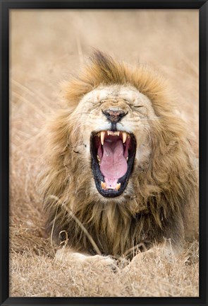 Framed Lion (Panthera leo) yawning in a forest, Ngorongoro Crater, Ngorongoro, Tanzania Print