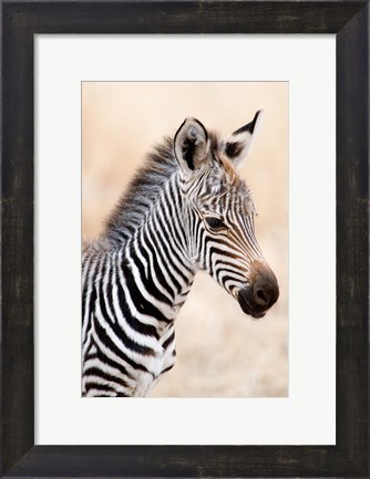 Framed Close-up of a Burchell&#39;s Zebra (Equus burchelli), Ngorongoro Crater, Ngorongoro, Tanzania Print