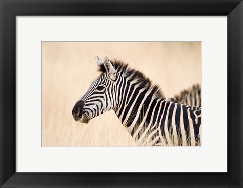 Framed Burchell Zebra, Ngorongoro Crater, Ngorongoro, Tanzania Print