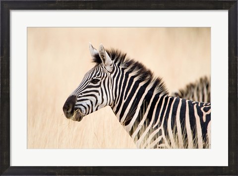 Framed Burchell Zebra, Ngorongoro Crater, Ngorongoro, Tanzania Print
