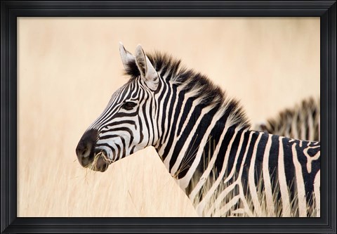 Framed Burchell Zebra, Ngorongoro Crater, Ngorongoro, Tanzania Print