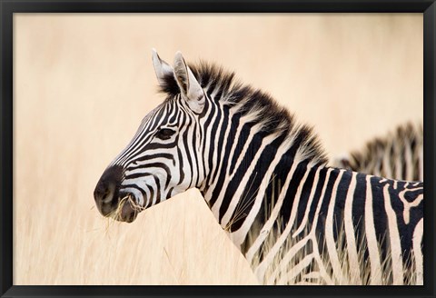 Framed Burchell Zebra, Ngorongoro Crater, Ngorongoro, Tanzania Print