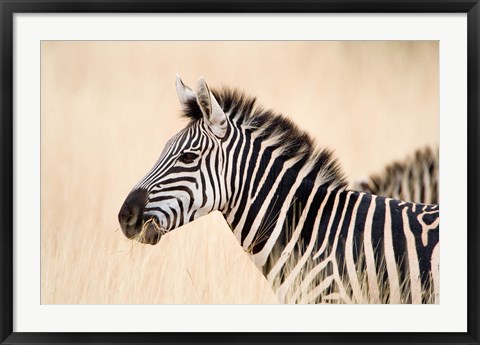 Framed Burchell Zebra, Ngorongoro Crater, Ngorongoro, Tanzania Print