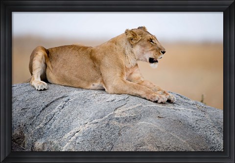 Framed Close Up of a Lioness (Panthera leo) Sitting on a Rock, Serengeti, Tanzania Print