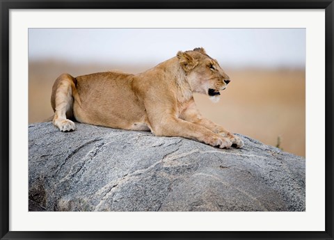 Framed Close Up of a Lioness (Panthera leo) Sitting on a Rock, Serengeti, Tanzania Print