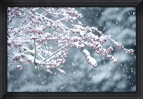 Framed Snow covered branch during snowing, Washington State, USA Print