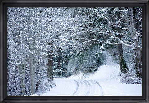 Framed Forest in Winter, Washington State Print