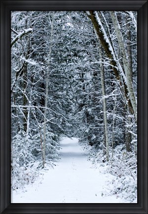 Framed Snow Covered Road Through a Forest, Washington State Print